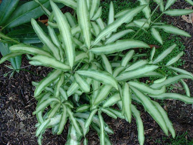 Pteris ensiformis